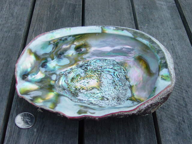 Abalone Shell