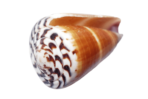 Cone Shell