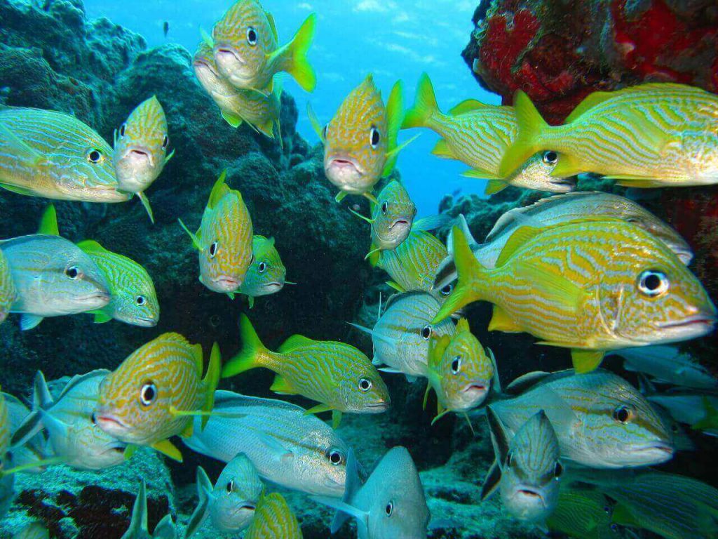 Coral Reef Fish