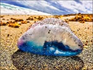 Portuguese man of war