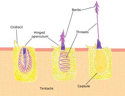 Nematocyst_discharge