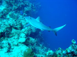 Reef Shark