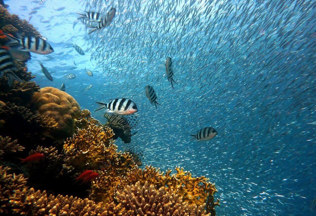 Coral Reef Scuba Diving