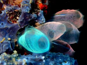 Sea Squirt