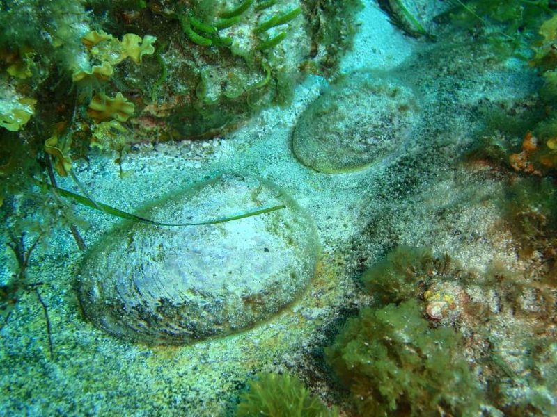 Abalone underwater