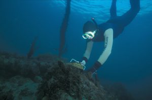 Diving For Abalone