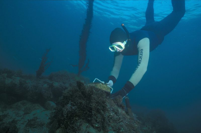 Diving For Abalone