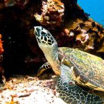 Swimming with Turtles