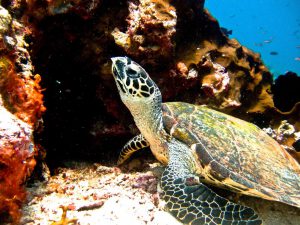 Swimming with Turtles